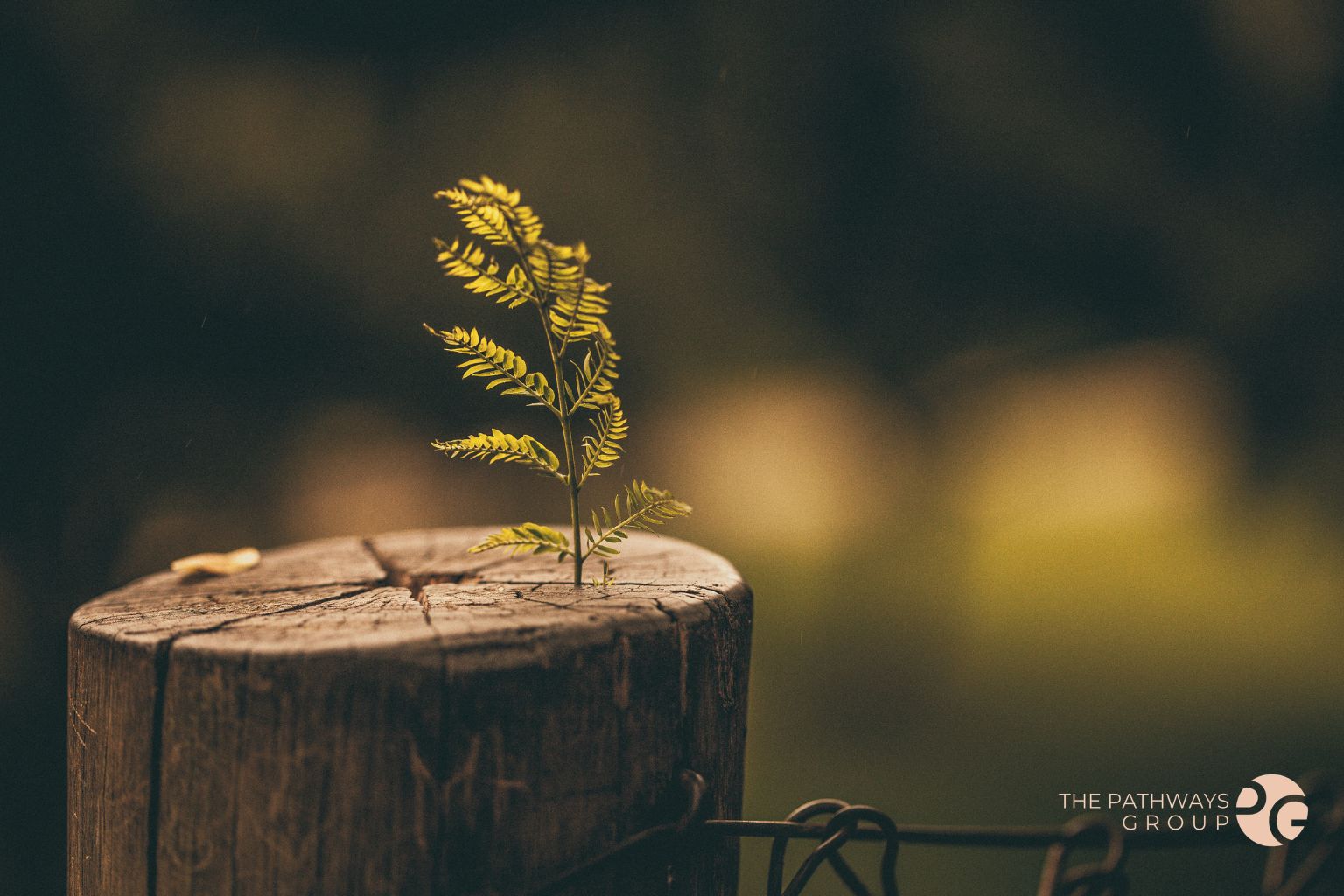 resilience tree with branch