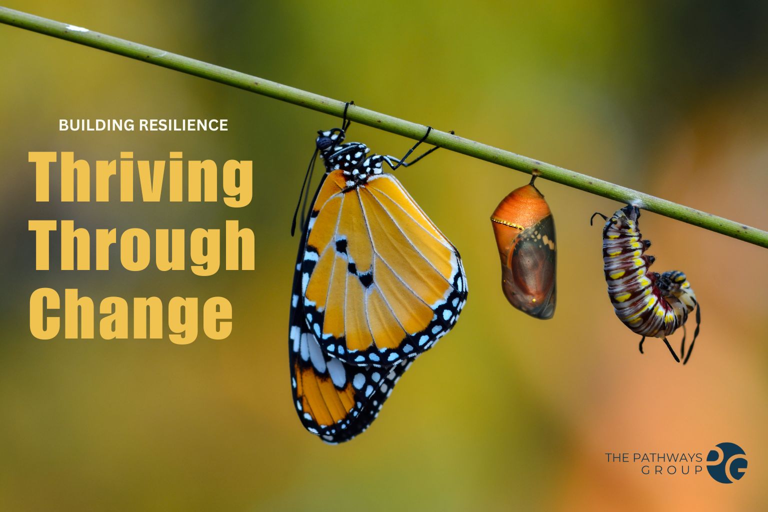 triving change Butterly